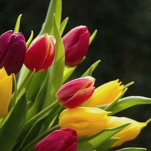 Meet your Posher, Julie